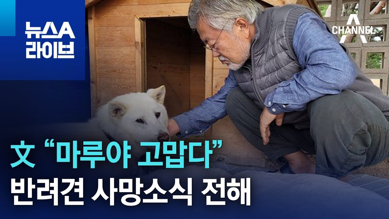 가족처럼 사랑한 반려견들