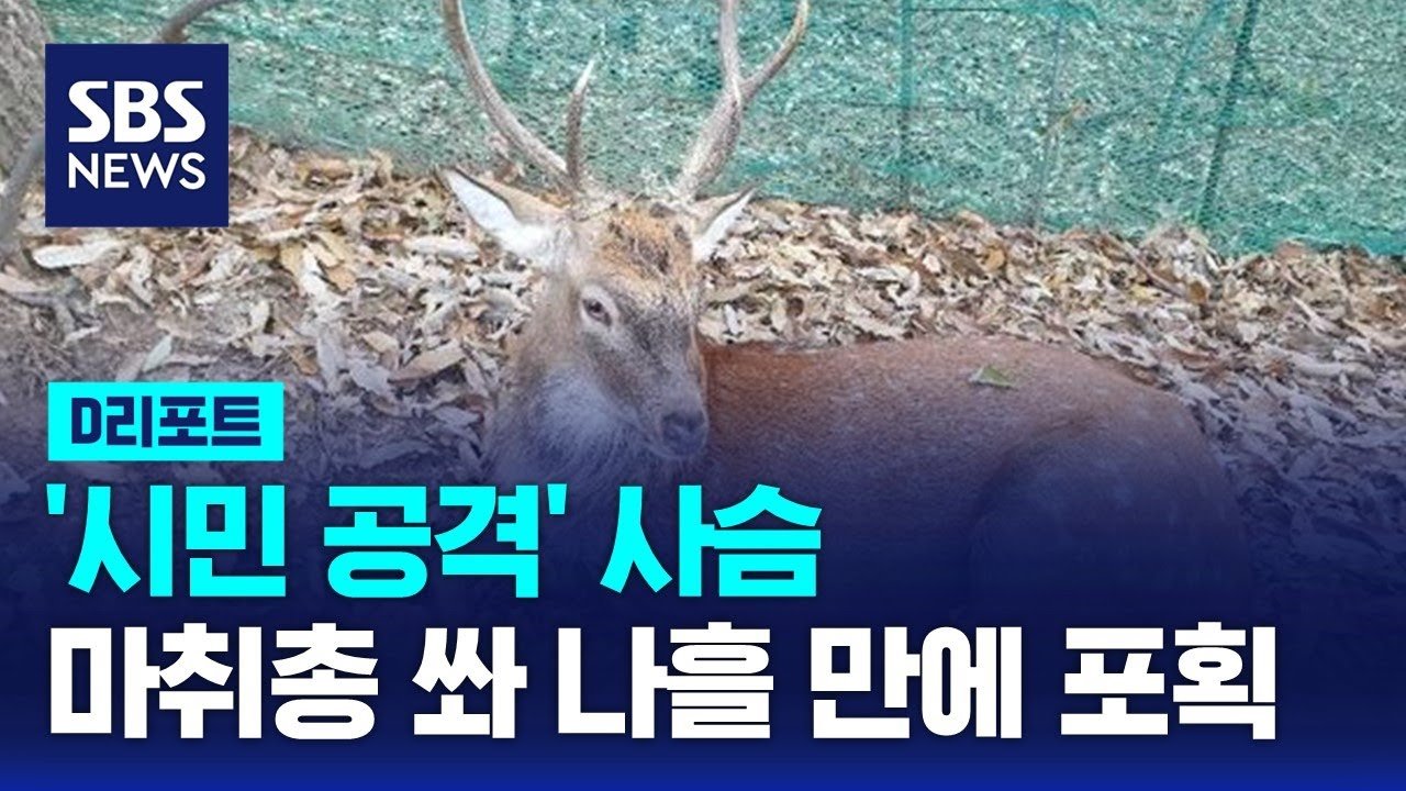 사슴의 거처와 앞으로의 계획